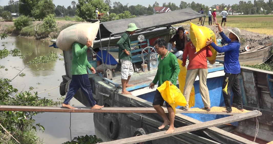 Thương lái đến ruộng mua lúa tươi.jpg